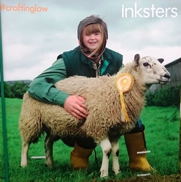 Caithness County Show - Inksters - Croting Law - Inky the Sheep